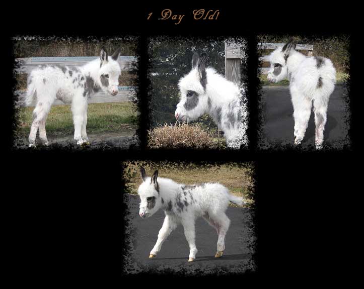 Critter Haven Farm Miniature Donkeys